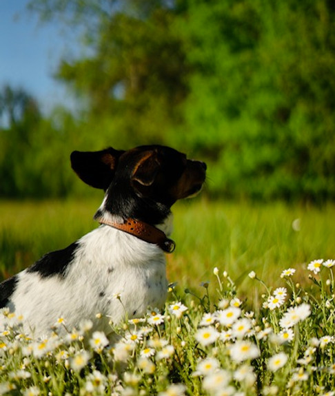 Joeline Monique Rombach, Tierheilpraktikerin, bei einem Hausbesuch mit einem Hund in Potsdam.