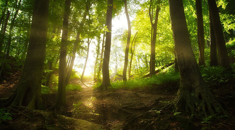 big-trees-in-the-forest.jpg