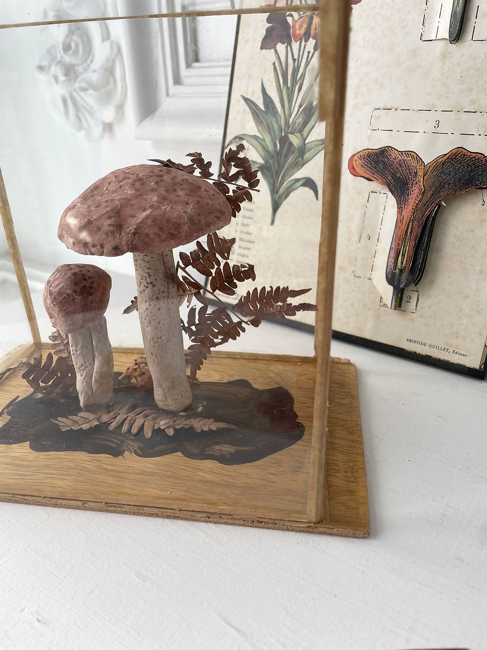 Miniature : Anciens champignons sous verre …