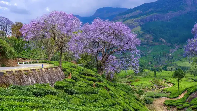Lush green tea gardens of Munnar – peaceful honeymoon spot