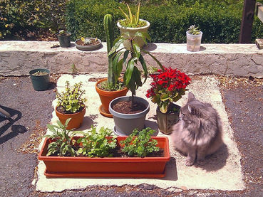 March 2010 - Cultivating my first garden