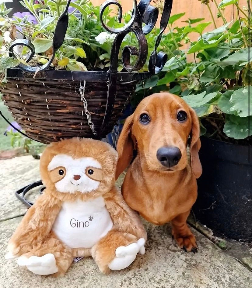 Thumbnail: Sid the Sloth