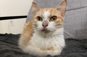 adopt_cat_orange