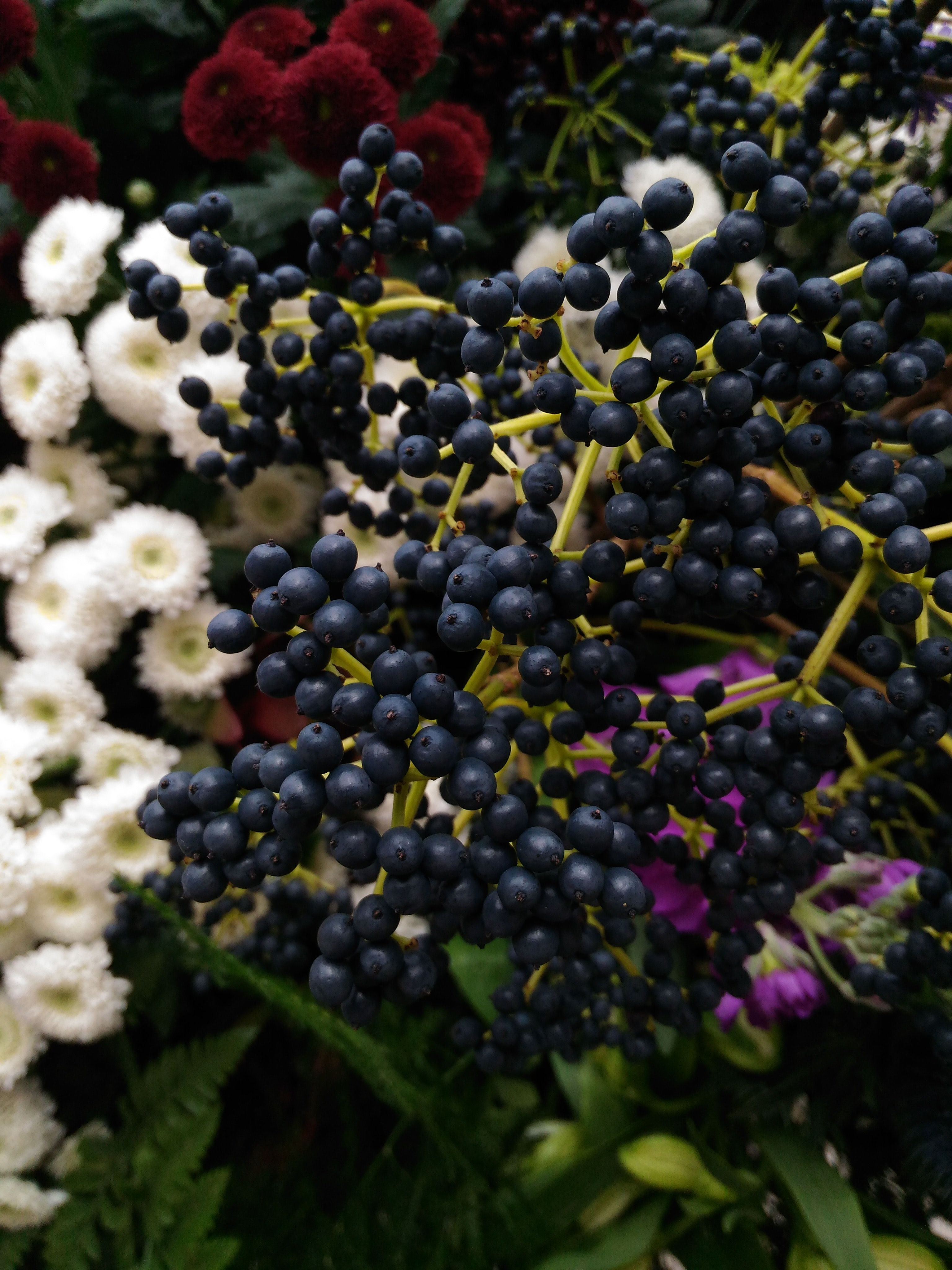1 lb Bag of Elderberries