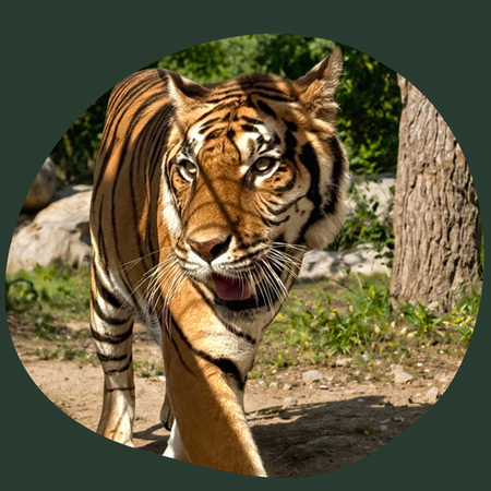 BENGAL TIGERS IN OLD HURST!