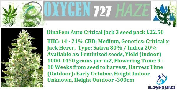 DinaFem Auto Critical Jack 3 seed pack £22.50.jpg