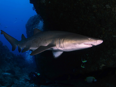 Dive Site Guide: Aliwal Shoal