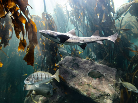 Behind the Glass: Sustainable Seaweed Harvesting at the Two Oceans Aquarium