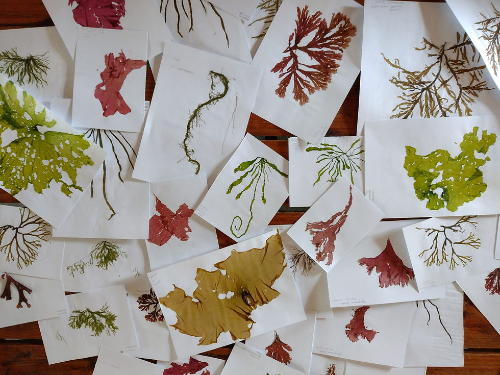 Seaweed pressings to document the biodiversity of Argentina’s kelp forests | Image: Candelaria Piemonte.