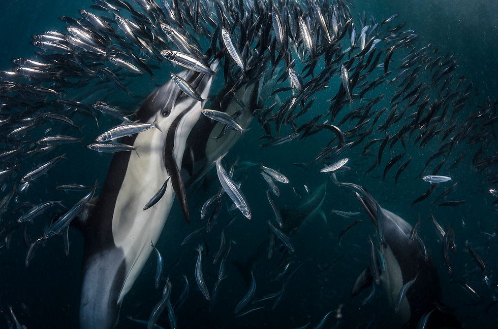 Common dolphins feeding on a baitball | image by Greg-Lecoeur