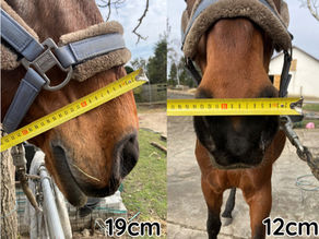 Jak dobrać idealny rozmiar maski do inhalacji dla konia? Instrukcja krok po kroku