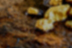Gold Image_edited.jpg