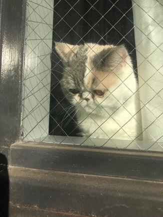 むっちゃんによる監視風景を逆に観察されるむっちゃん