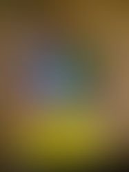 東野圭吾　夢幻花（むげんばな）