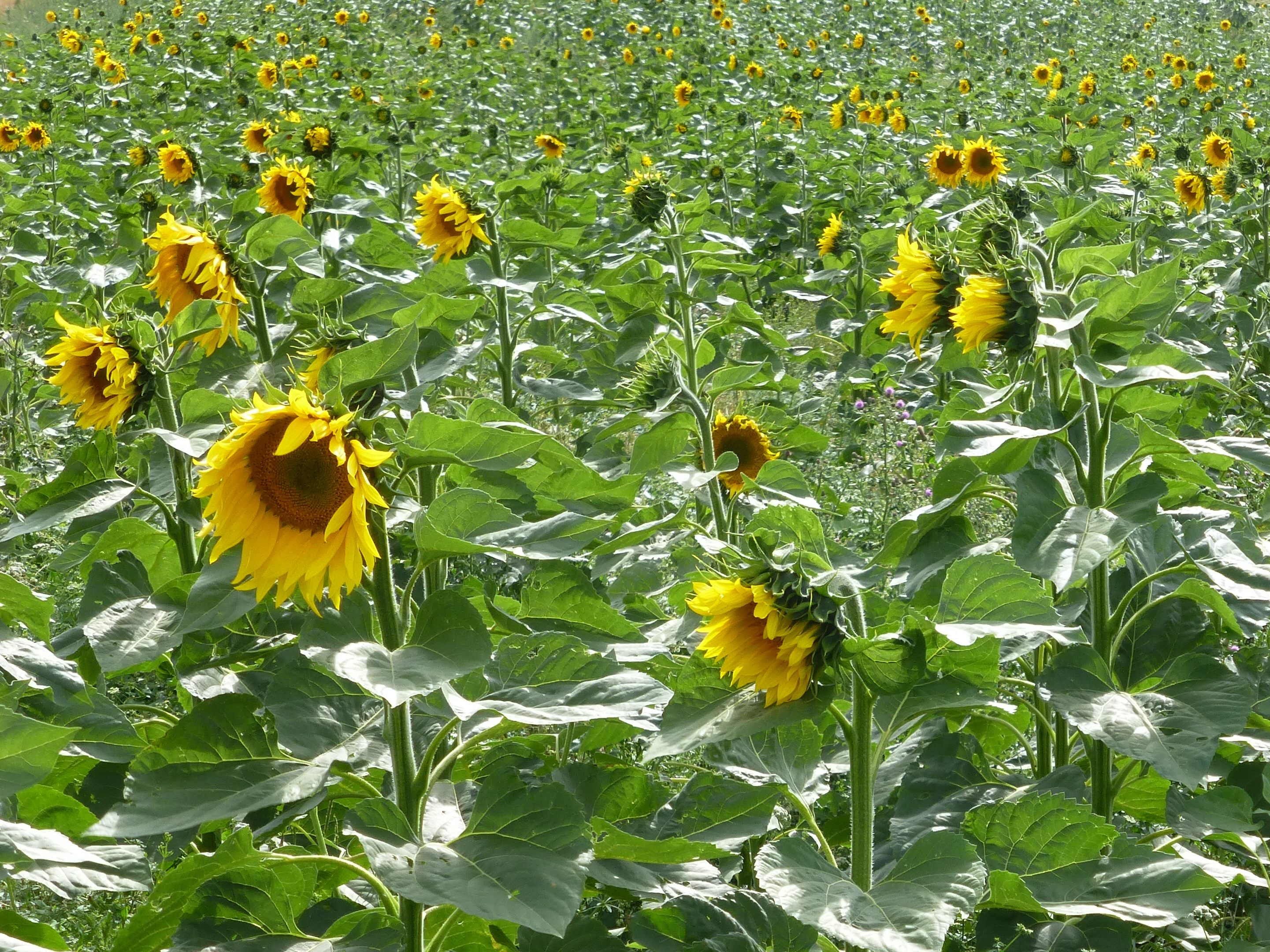 Sunflowers in Sutton