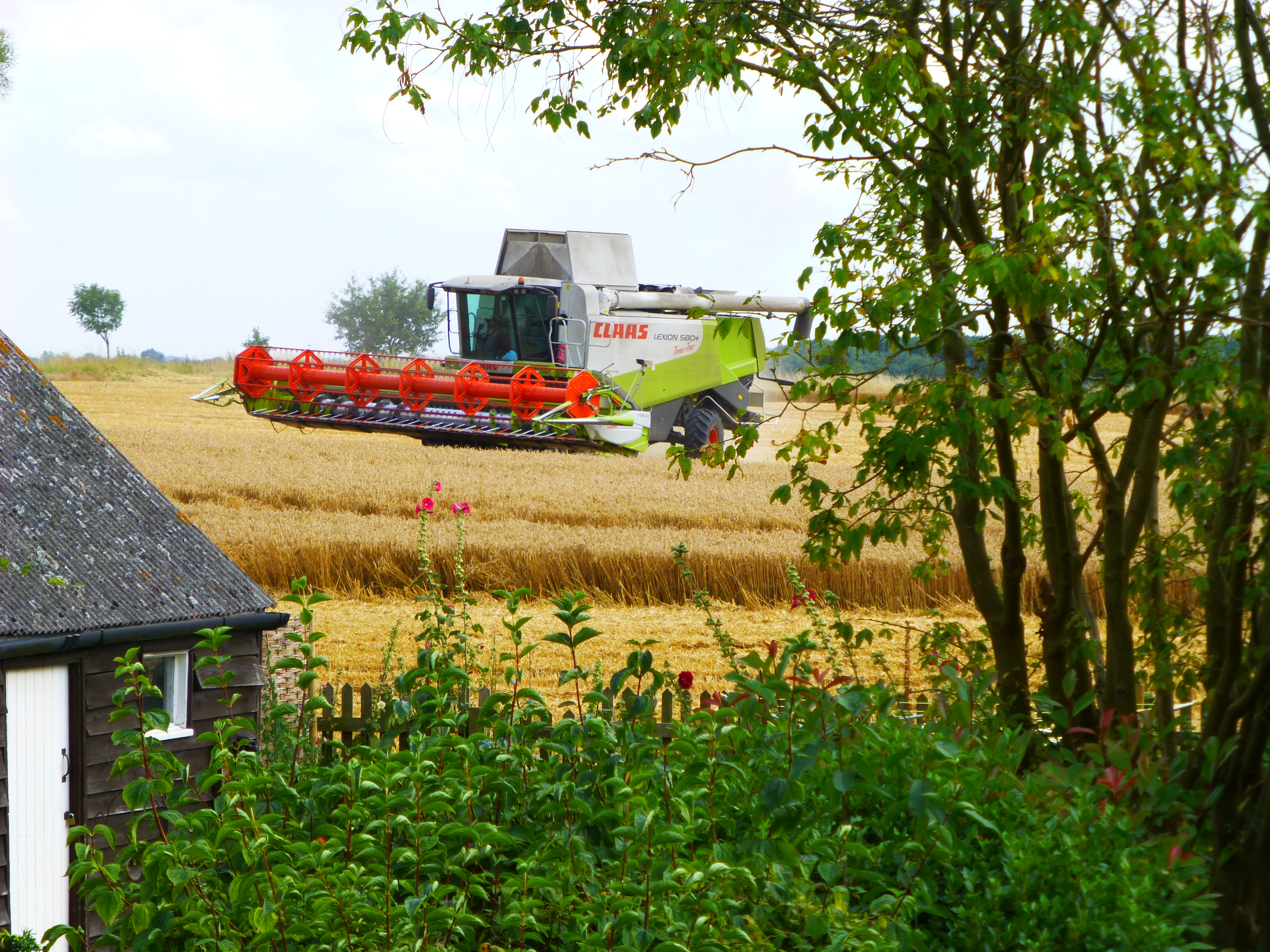 Harvest time in Sutton