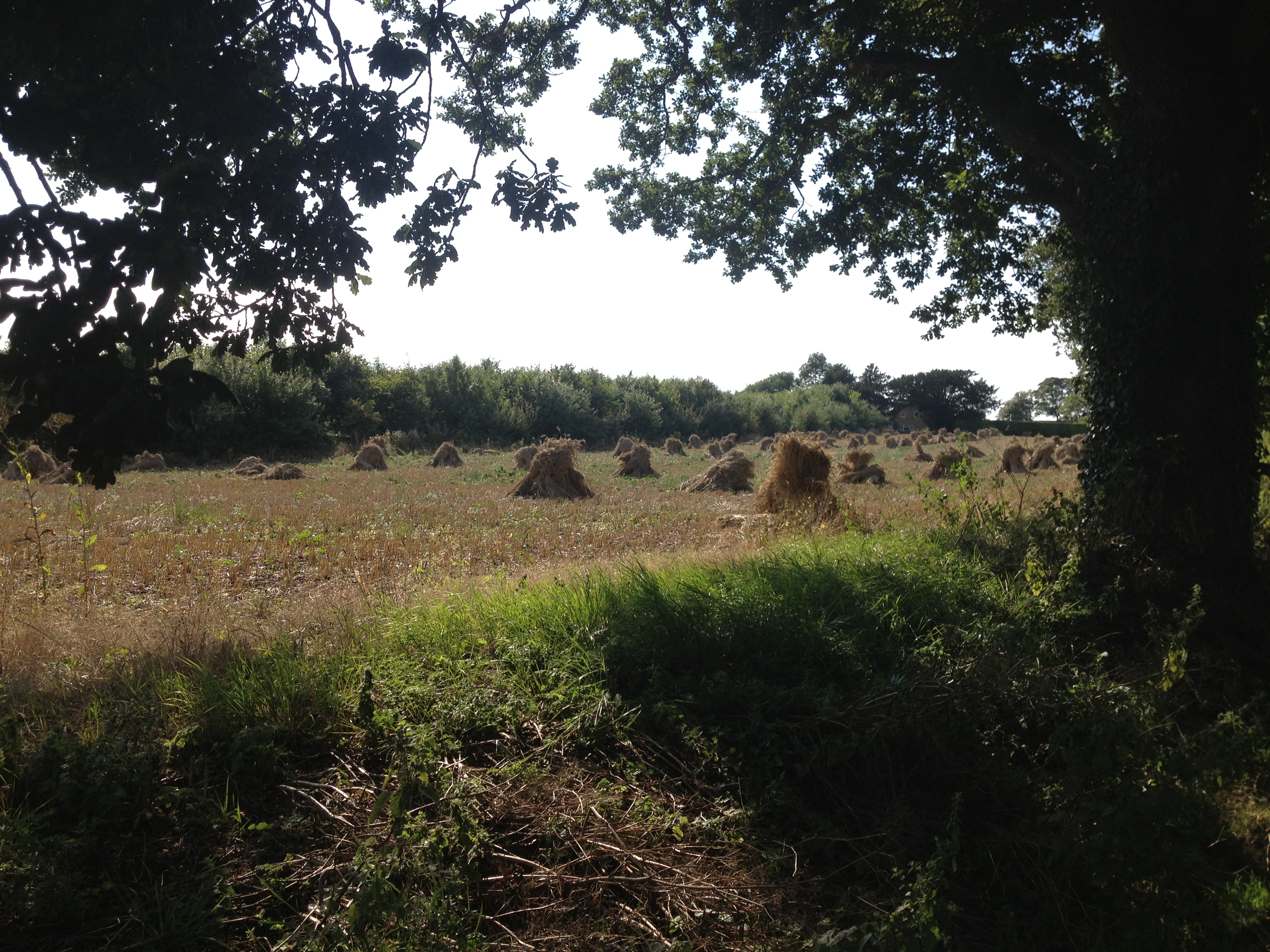 2015 Harvest, Sutton