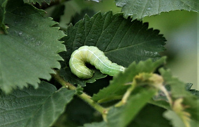 White Spotted Pinion Caterpillar