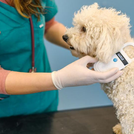 Why Microchipping and Smart Tech are Essential for Keeping Your Puppy Safe