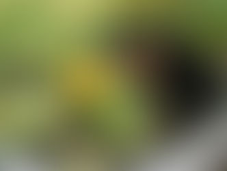 イエロー実ったよ!