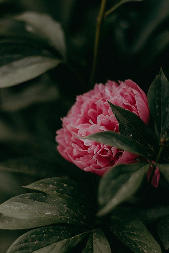 🌿🌸aesthetics peonies 🍃🌺✨🌾 🌼 white witch ✨🕯️ atmosphere photo 🌼✨forest magic🦋🌾det