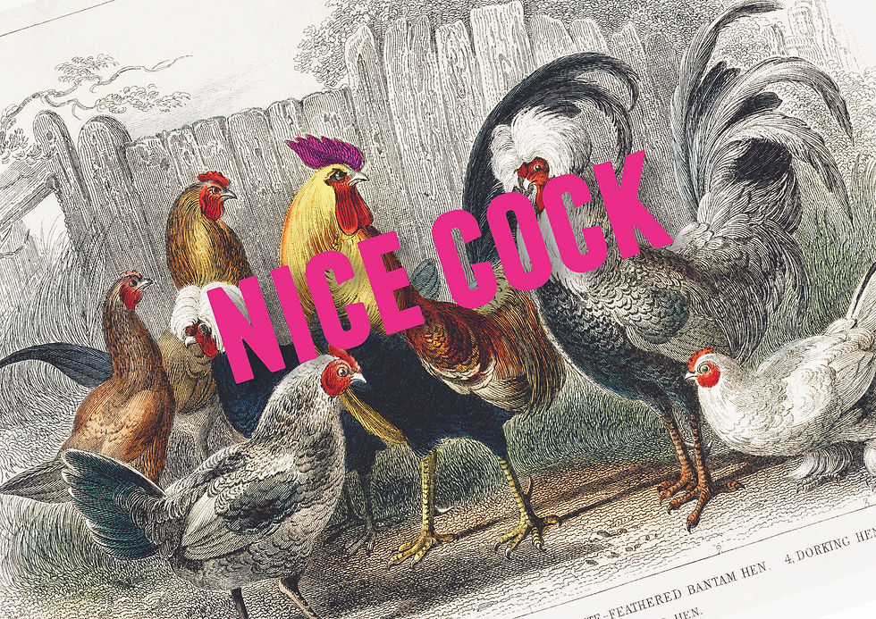 Thumbnail: NICE COCK