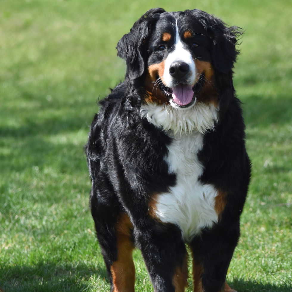 female bernese mountain dog