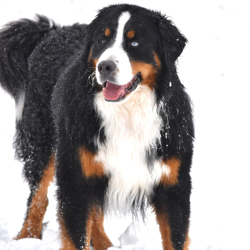 Handsome Male Bernese Mountain Dog