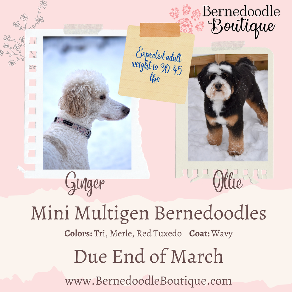 Mini Multigen Bernedoodles