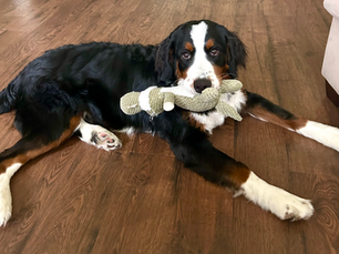 unfurnished bernedoodle laying with toy