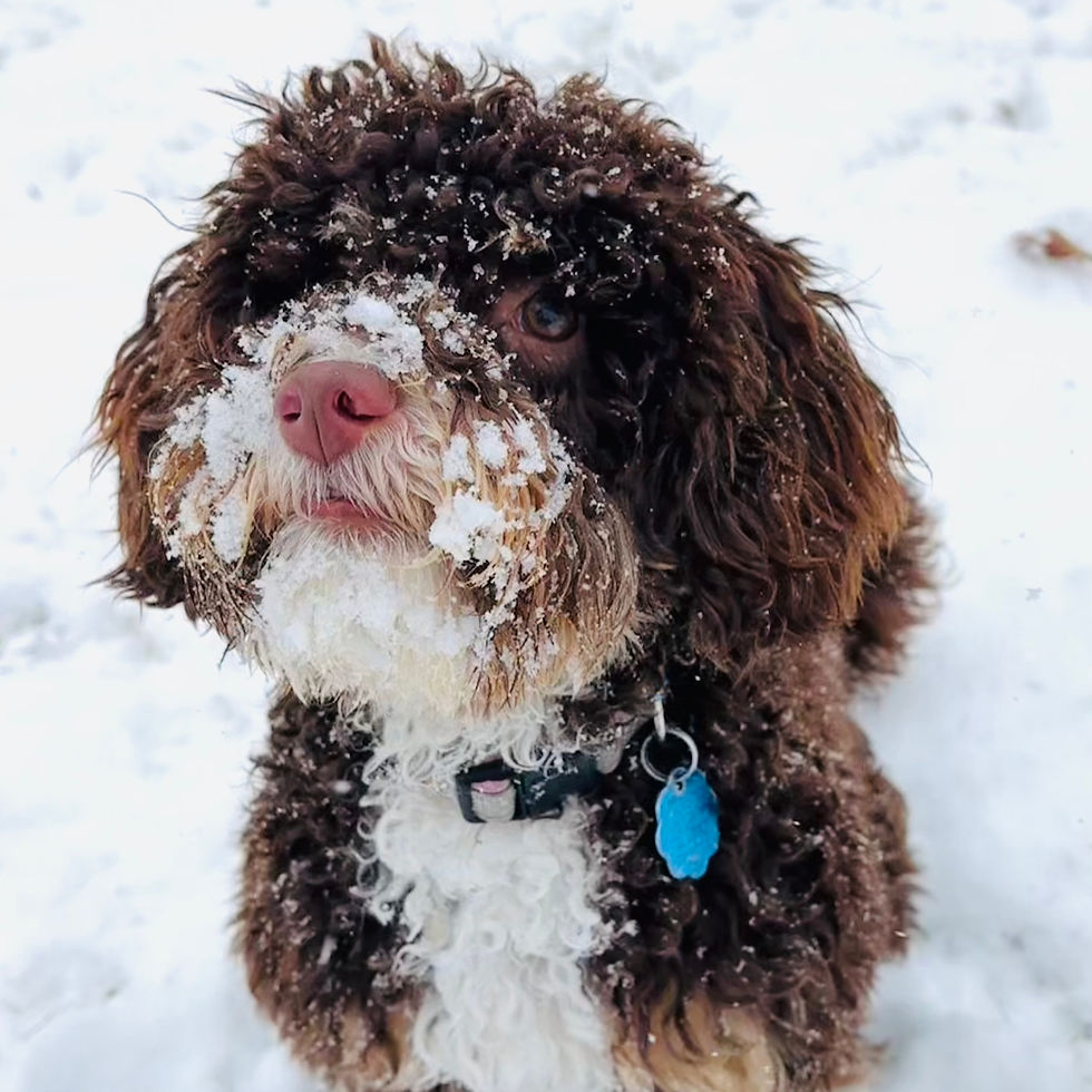 Mini bernedoodle with snowy face