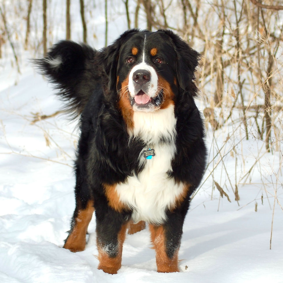 male bernese mountain dog standing in snow