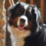 majestic looking bernese mountain dog