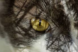 Oeil
