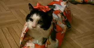 Les cadeaux pour chat