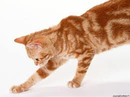 Chat roux