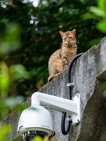 cat & cctv.jpeg