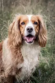 Cocker spaniel dog getting behaviour help during consultation