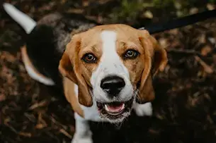 Puppy starting group training class