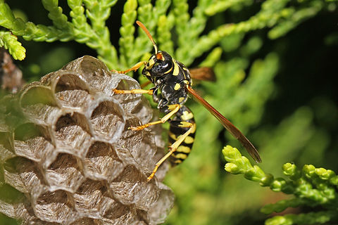 Professional removal of wasp nests and bees nests
