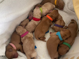 Finding a Reputable Breeder: What It Really Means