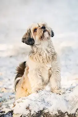 canine learning good behaviour during training session