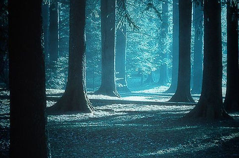 verbotener wald - I.jpg