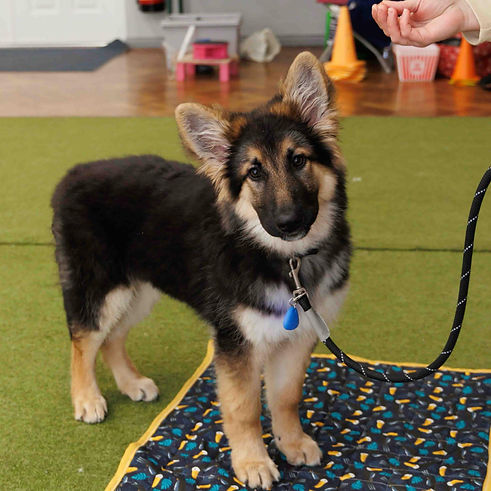 GSD-at-puppy-training-class.jpg