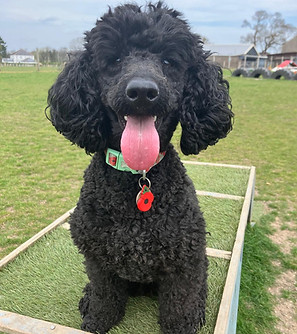 Cece the-black-poodle.JPG