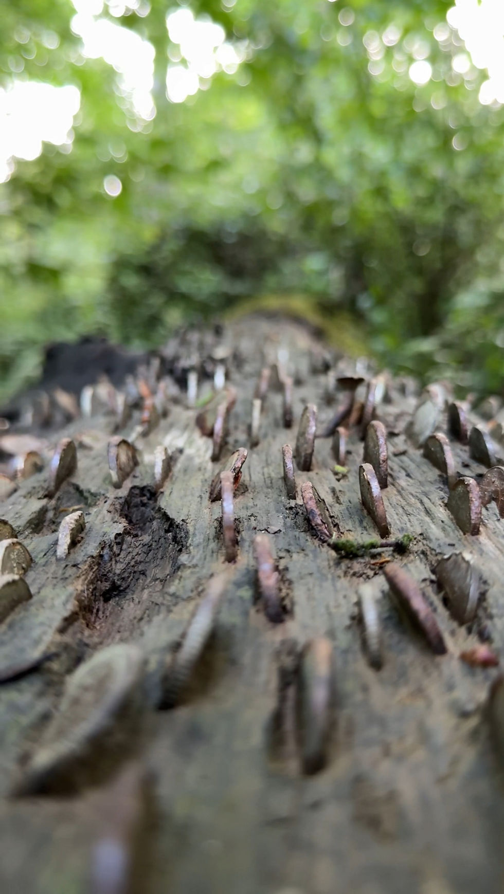 Coins embedded in an aged wooden log surrounded by lush greenery, creating a rustic and mystical forest atmosphere.