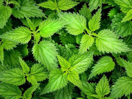 The Many Health Benefits of Nettle Leaf