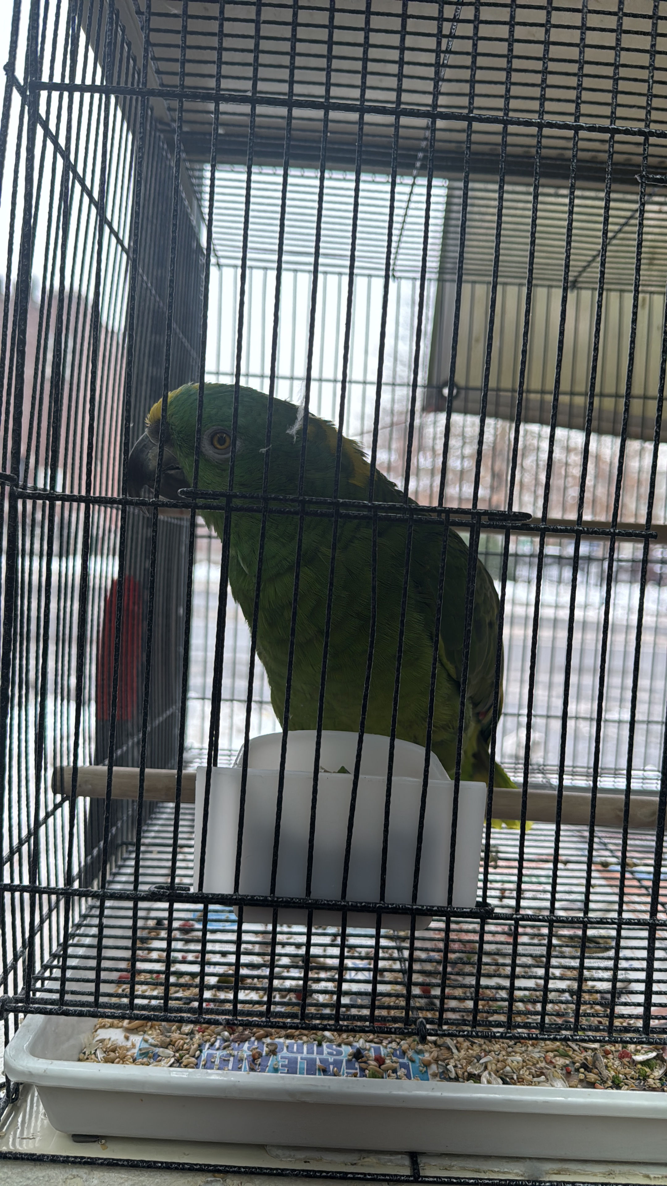 Amazon parrot (BABY)