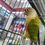 Thumbnail: Green cheeked conures