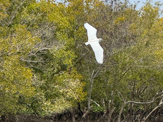 Matin sur la mangrove